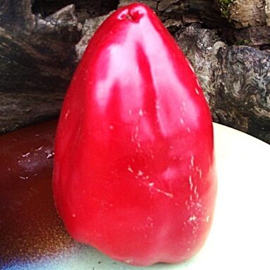 Večiņas mēle (Бабкин язык)